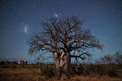 western_australia_boab_tree.jpg