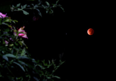 lunar%20eclipse%20from%20garden%20final.jpg