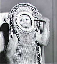 Space Monkey circa 1963