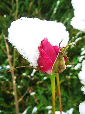 Snowy Bud Rose