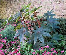 Palmcrist (Ricinus)