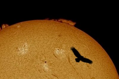 the sun today with a vulture Accompanying_small.jpg