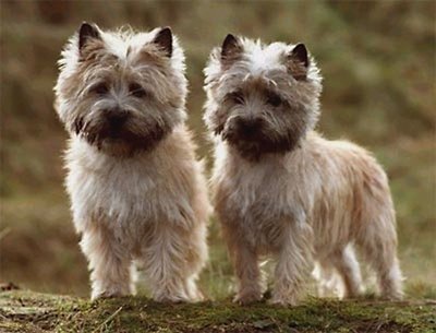 Two-Very-Cute-Cairn-Terriers.jpg
