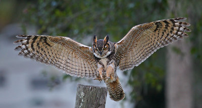 Horned Owl.jpg