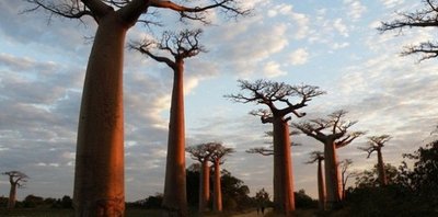 Baobab.jpg