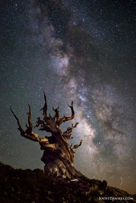 daniels_bristlecone_small.jpg