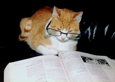 Cats_With_Glasses_9.jpg