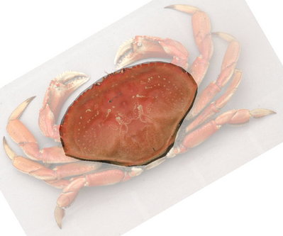 Dungeness crab -- quite delicious!