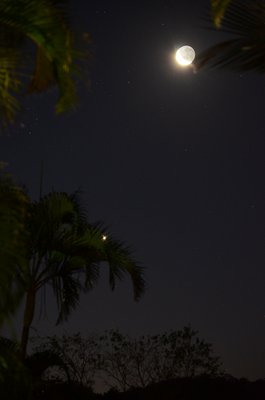 Moon &amp; Venus through Golden Palms