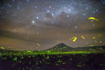 萤火虫狂欢夜，2015年2月24日，摄于坦桑尼亚纳特龙湖.jpg