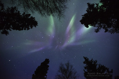 Great Bear Sprouts Wings ©Todd Salat.jpg