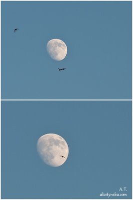 Moon and swifts.jpg
