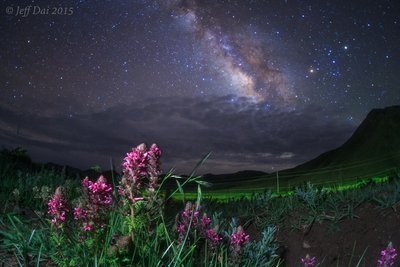 flowering in the sumertime_1500_small.jpg