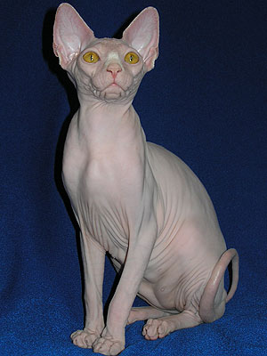 Hairless Cat.jpg