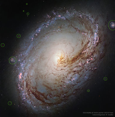 Larger circles are surely background galaxies. A few smaller circles are likely background galaxies.