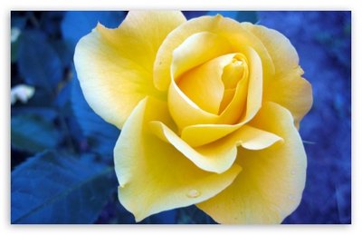 yellow_rose_against_a_blue_background-t2.jpg