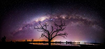Cosmic Tree - APOD submission_small.jpg