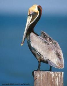 brown_pelican390small.jpg