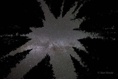 SHonda-stars-pines.jpg