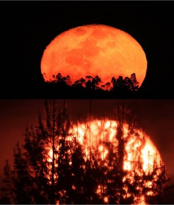 Bosque en llamas.jpg