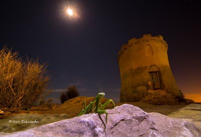 DSC_0120 mantis y luna_small.jpg