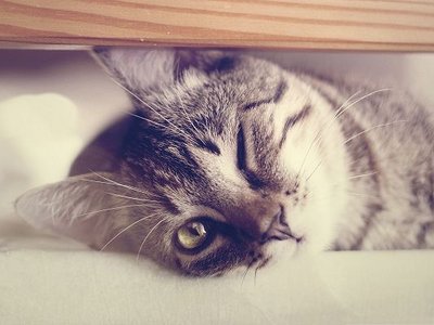 Funny-Cat-Photos-Kitten-s-One-Eye-Closed-Is-It-Blinking-.jpg