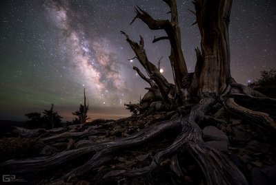Ancient Bristlecone Pine Forest by Brad Goldpaint_small.jpg