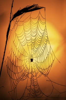 20160619SpiderSunrise.jpg