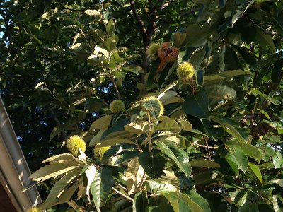 Burrs on tree