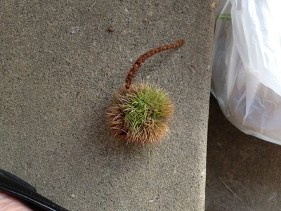 Burr with catkin still attached