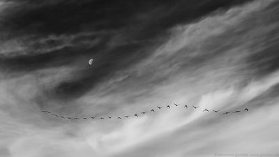 e-gnadler_moon-and-flying-bird.jpg