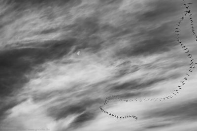 e-gnadler_moon-and-two-flying-birds.jpg