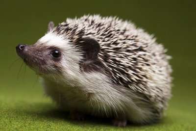 hedgehog-pictures-20.jpg