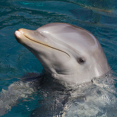 bottlenose-dolphin.jpg