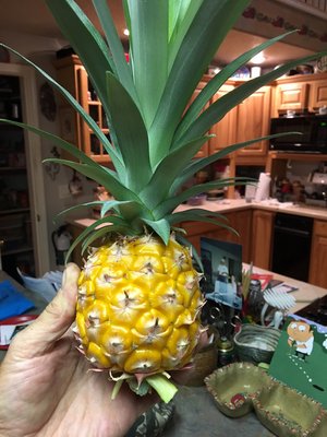 Ripe Pineapple.jpg