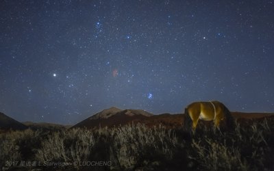 Horse in starry night_small.jpg