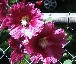 hollyhock