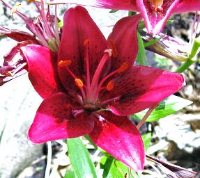 redish lily