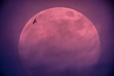 pink moon and bird_small.jpg