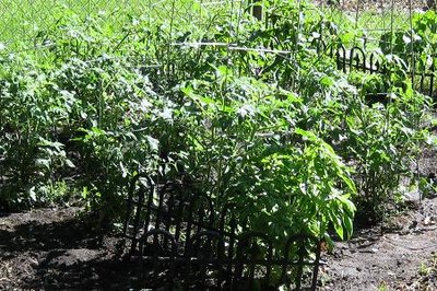 Tomatoe plants