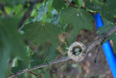 Hummingbird Eggs.jpg