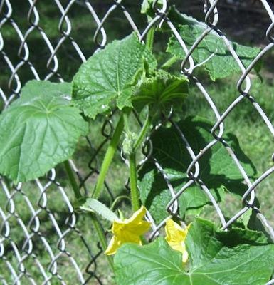 cucumber plant!