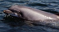 200px-Dolphintursiops.jpg