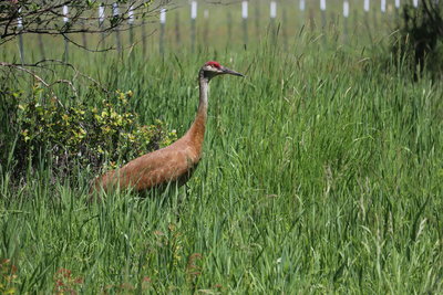 Crane Stance.JPG