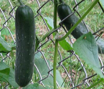 cucumber on vine.jpg