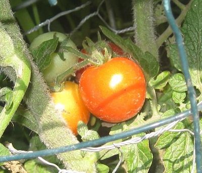 cherry tomato.jpg