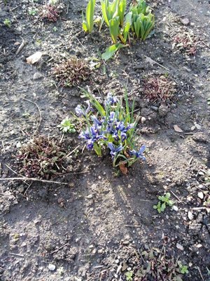 The last blue irises.jpg