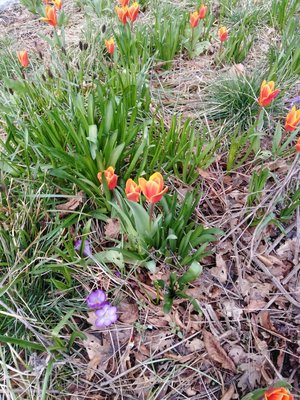 Tulip and crocus.jpg