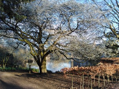 Early cherry tree in bloom on March 7 2020.jpg