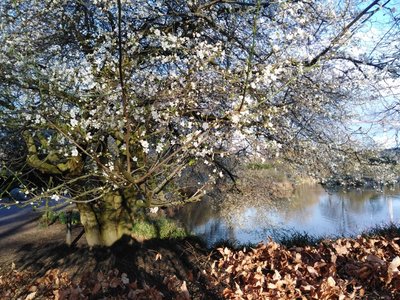 Closeup of the cherry tree bloom.jpg